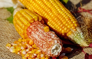 Corn Kernels