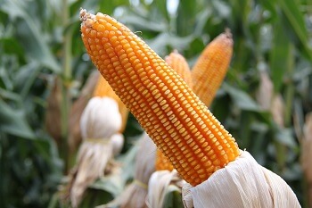 Corn With Husks