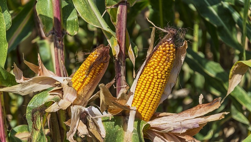 The Weight of Corn