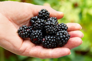 Blackberries in Hand