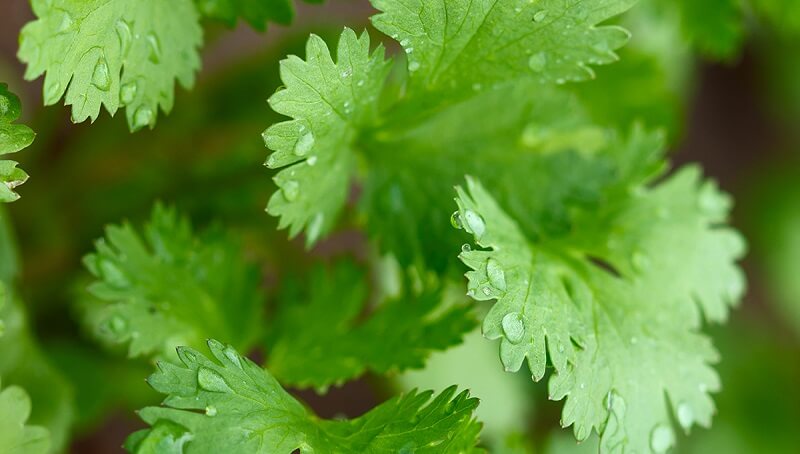 Cilantro Leaves