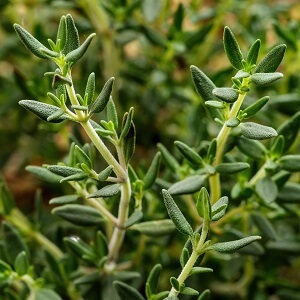 Common Thyme