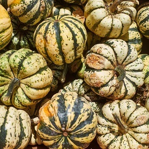 Fresh Acorn Squash