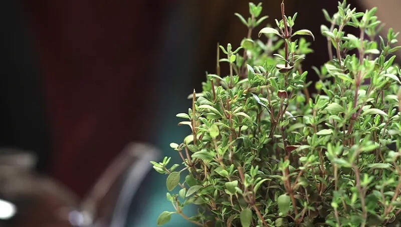 Thyme Amount in Bunch