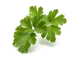 Parsley Leaves