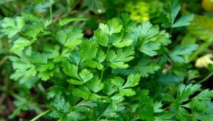 Parsley Weight