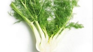 Fennel Amounts